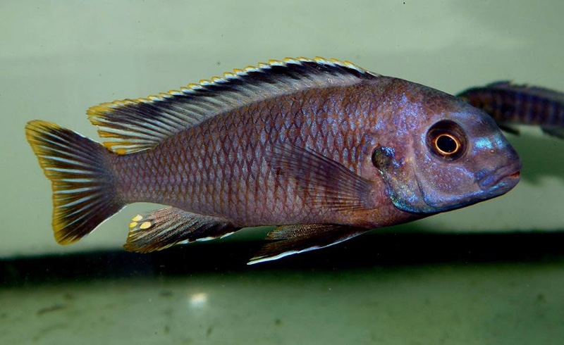 Tropheops romandi 'Mazinzi Reef'